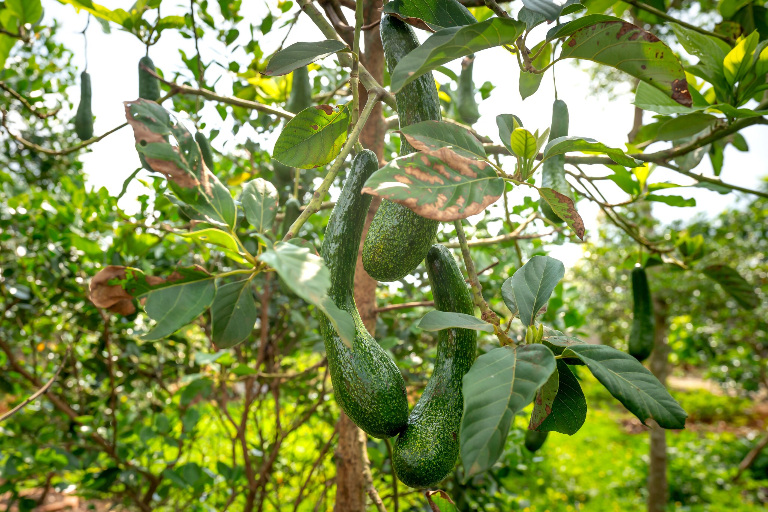 Réussir la culture de l'avocat en climat tempéré