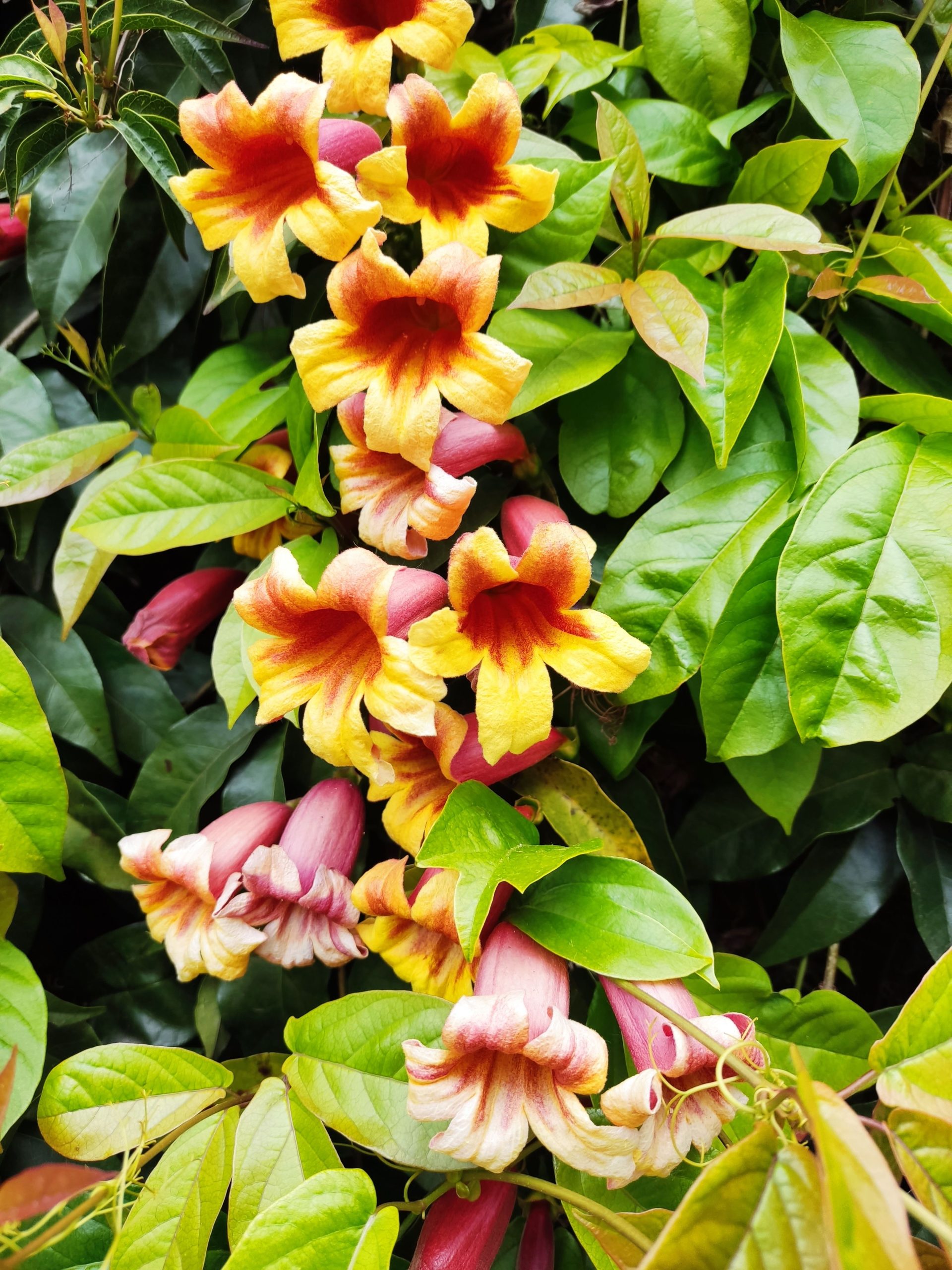 Solandra cultiver en intérieur
