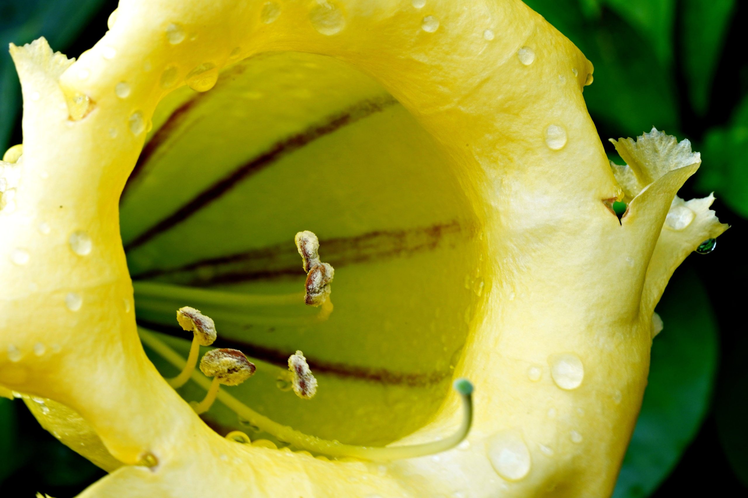Solandra culture domestique