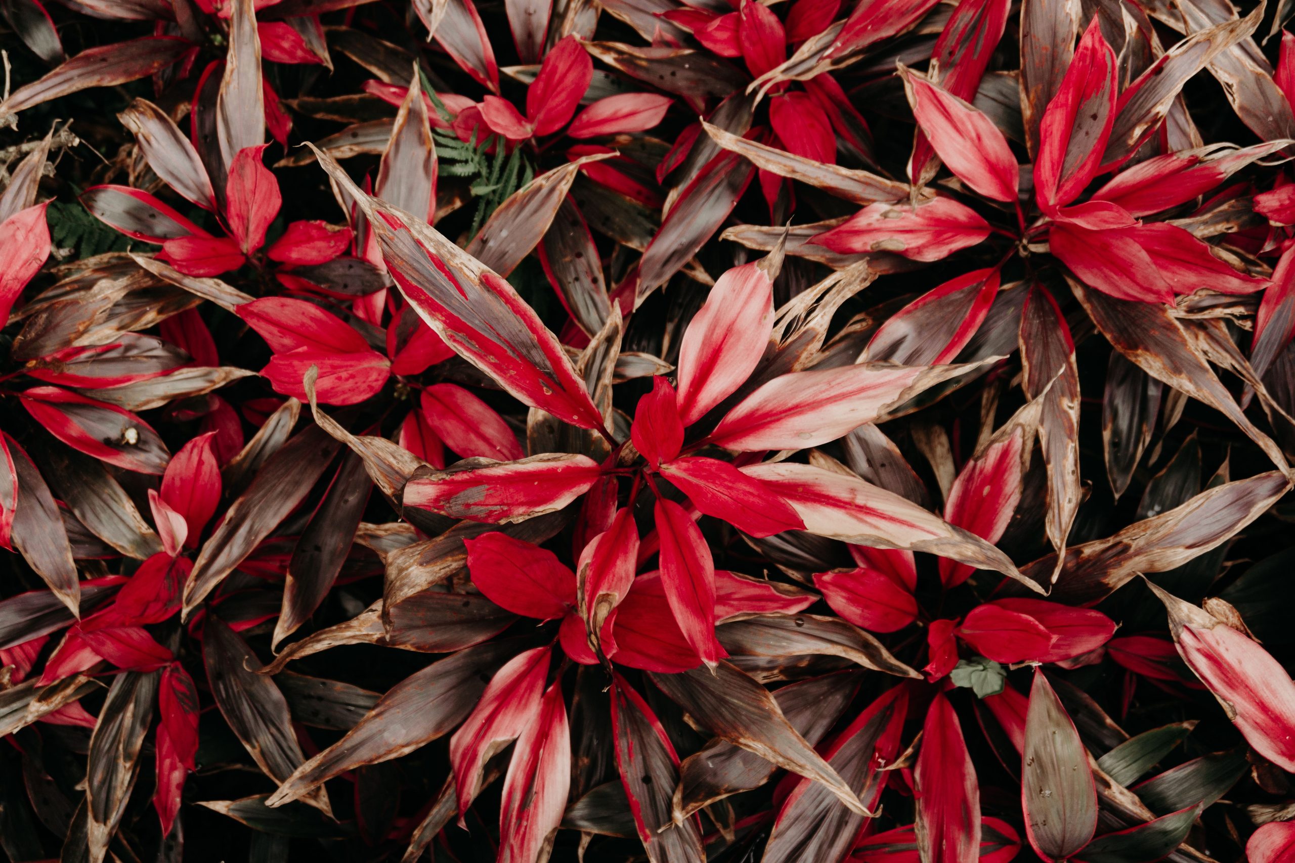 Technique de taille de la cordyline