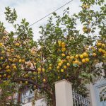 A lush lemon tree laden with ripe lemons in a residential backyard setting. Un citronnier luxuriant chargé de citrons mûrs dans un jardin résidentiel.