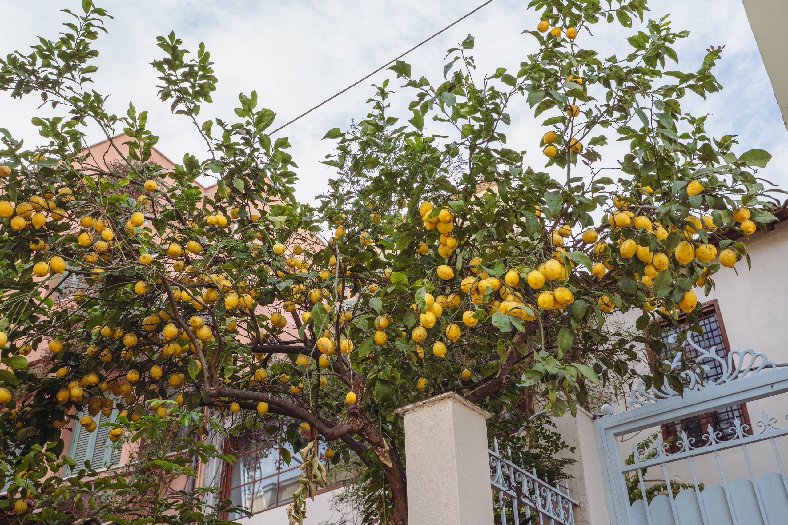 Temps de pousse du citronnier