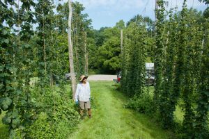 Agriculteur cultive houblon biologique en champ