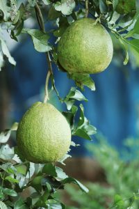 Close-up of fresh organic pomelos hanging on a tree, showcasing natural fruit growth. Gros plan de pomelos biologiques frais accrochés à un arbre, mettant en valeur la croissance naturelle des fruits.