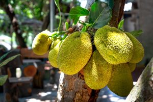 Fruits de jacquier mûrs accrochés à l'arbre