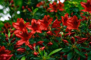 Azalées rouges éclatantes en pleine floraison
