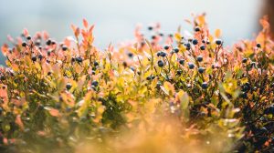 Close-up shot of lush blueberry bushes with ripe berries in a vibrant natural setting. Gros plan de buissons de myrtilles luxuriants avec des baies mûres dans un cadre naturel vibrant.