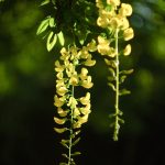Beautiful golden chain tree flowers hanging gracefully in warm spring sunlight. De magnifiques fleurs de chaîne d'or pendantes gracieusement sous la douce lumière du soleil printanier.