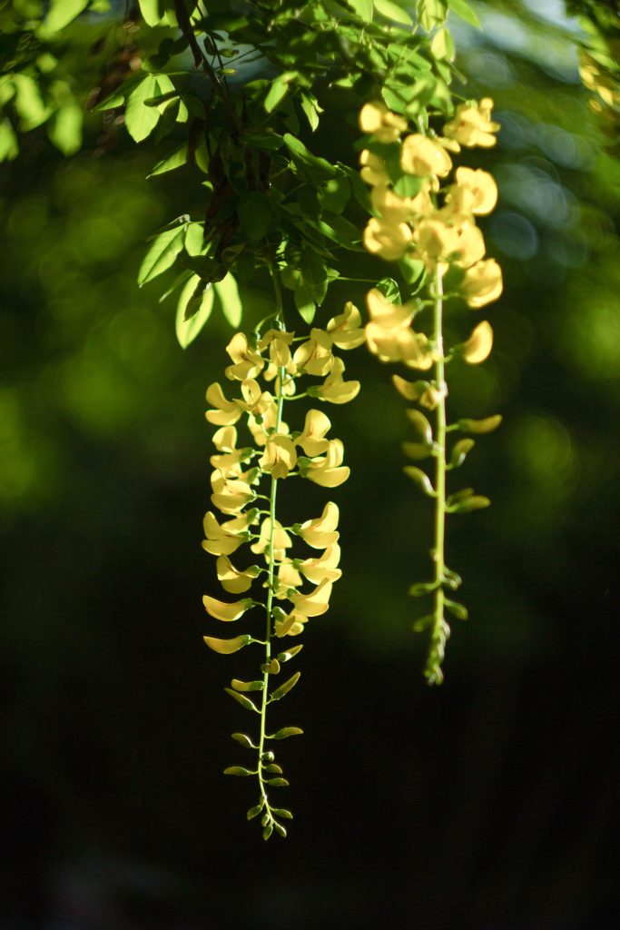 Beautiful golden chain tree flowers hanging gracefully in warm spring sunlight. De magnifiques fleurs de chaîne d'or pendantes gracieusement sous la douce lumière du soleil printanier.
