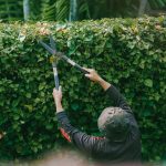 Adult gardener trims green hedge outdoors in Jakarta. Focus on foliage. Un jardinier adulte taille une haie verte à l'extérieur à Jakarta. Accent sur le feuillage.