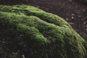 Mousse verte luxuriante sur surface naturelle en forêt