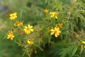 Fleurs jaunes de lysimaque dorée aux feuilles vertes