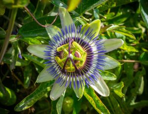 Detailed image of a passion flower with vivid colors and intricate patterns, set against lush green foliage. Image détaillée d'une fleur de la passion aux couleurs vives et aux motifs complexes, sur un fond de feuillage vert luxuriant.