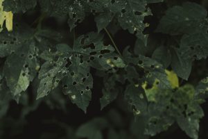 Feuilles vertes trouées par parasites au jardin