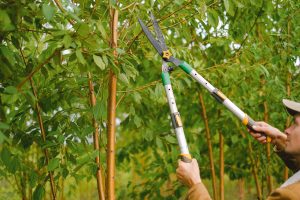 Agriculteur taillant les branches d'un paulownia
