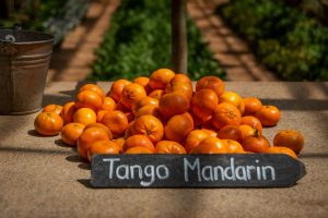 Mandarines Tango vibrantes sur table rustique