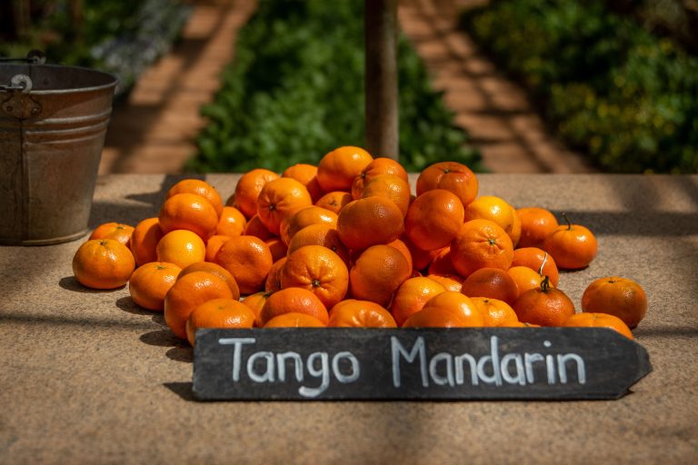 Mandarines Tango vibrantes sur table rustique