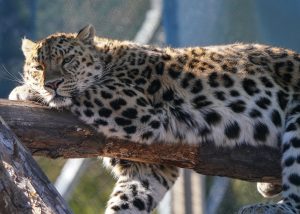 Léopard de l'Amour reposant sur une branche