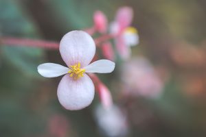 Fleurs délicates de bégonia rustique en gros plan