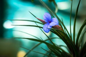 Fleur bleue vibrante avec épines roses