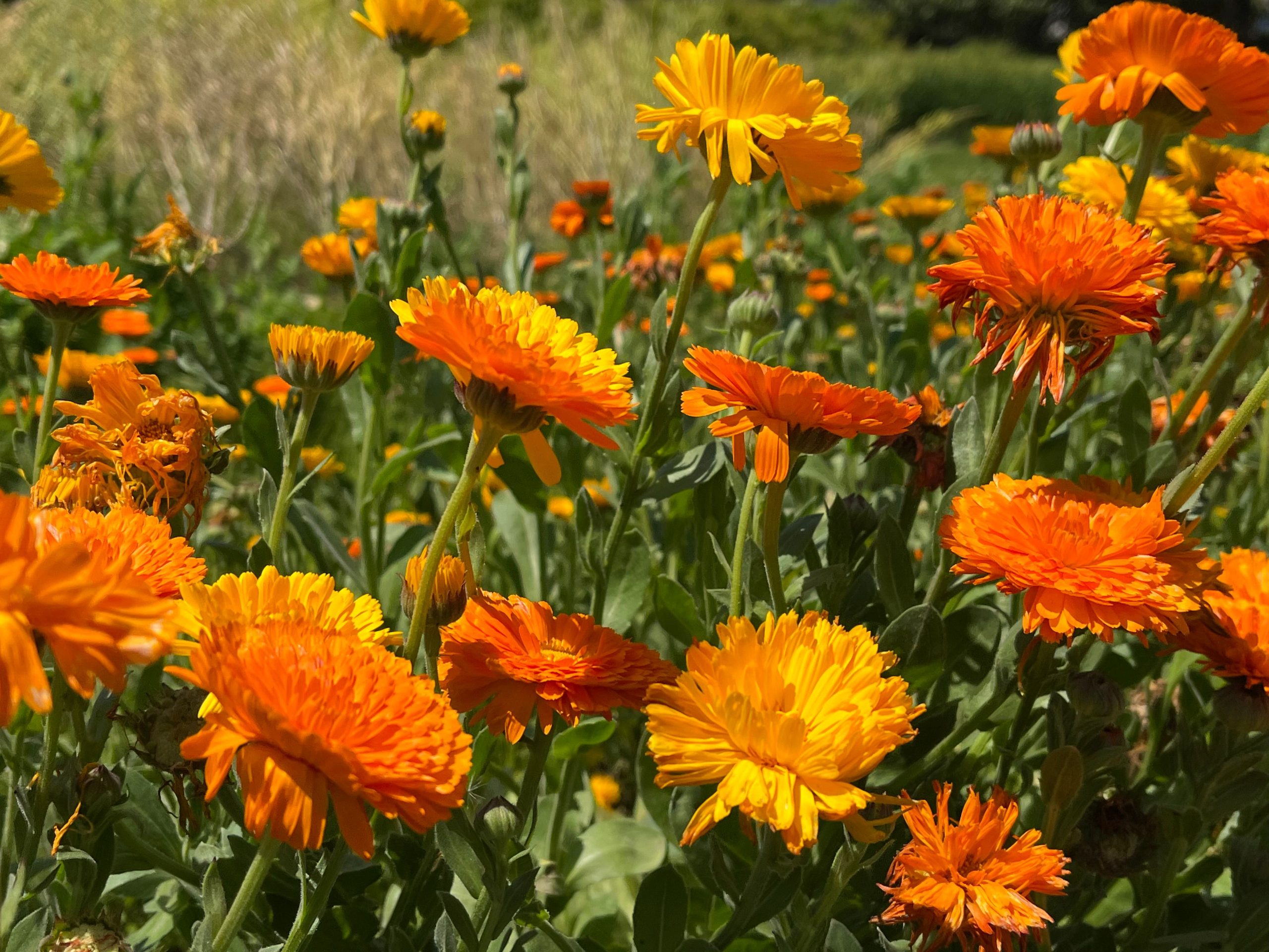 Calendula orange fleurissant en plein soleil