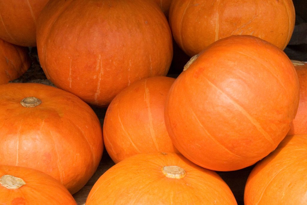 Citrouilles orange vif pour décoration automnale
