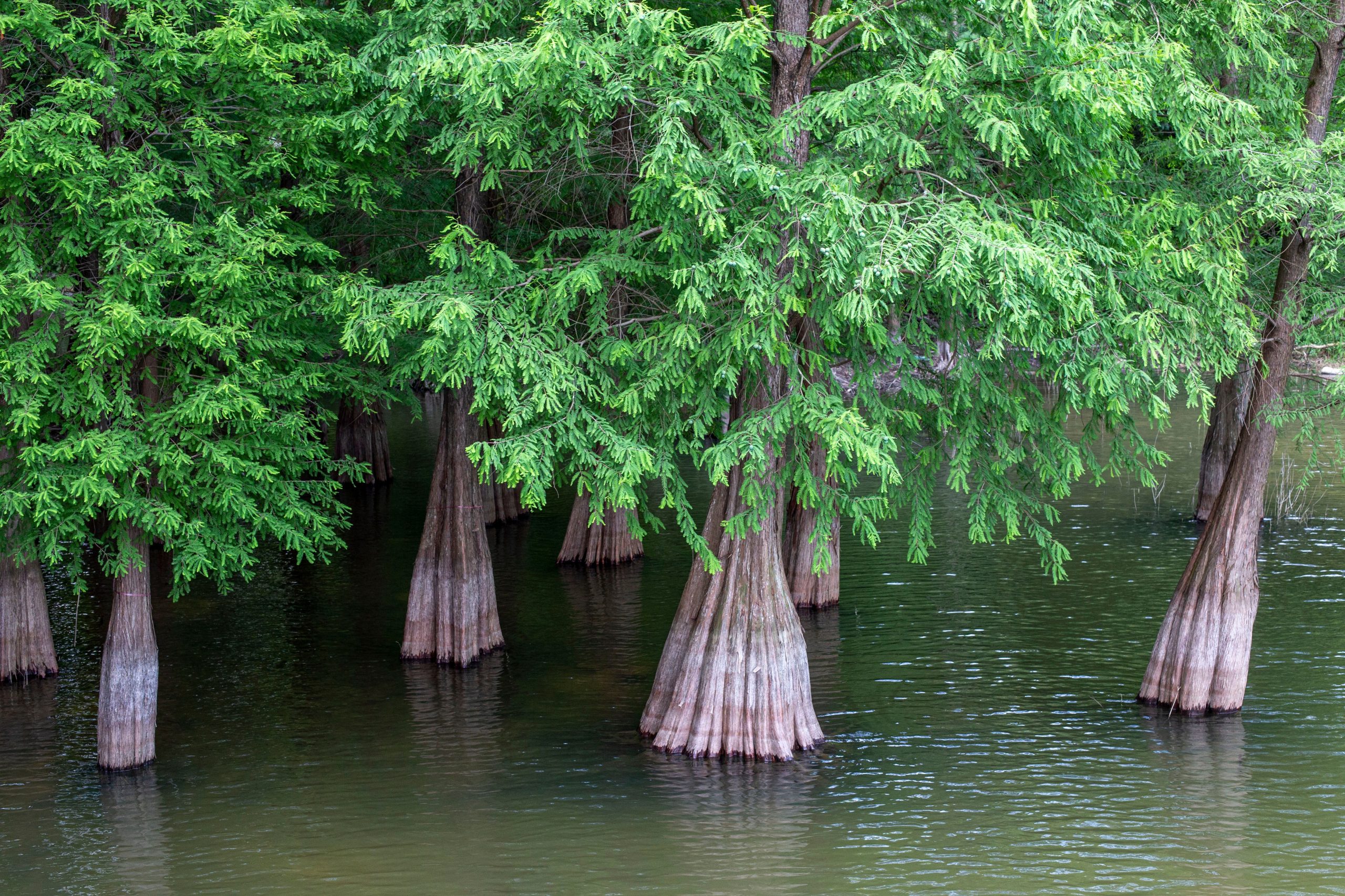 Cyprès chauves dans eaux tranquilles du marais