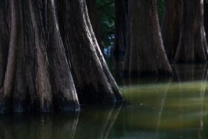 Troncs massifs de cyprès chauves reflétés dans l'eau