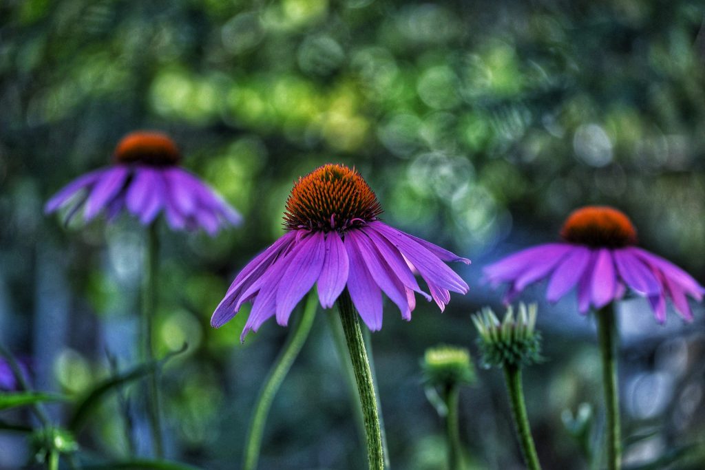 Gros plan échinacées violettes en fleur naturelle