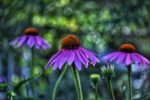 Gros plan échinacées violettes en fleur naturelle