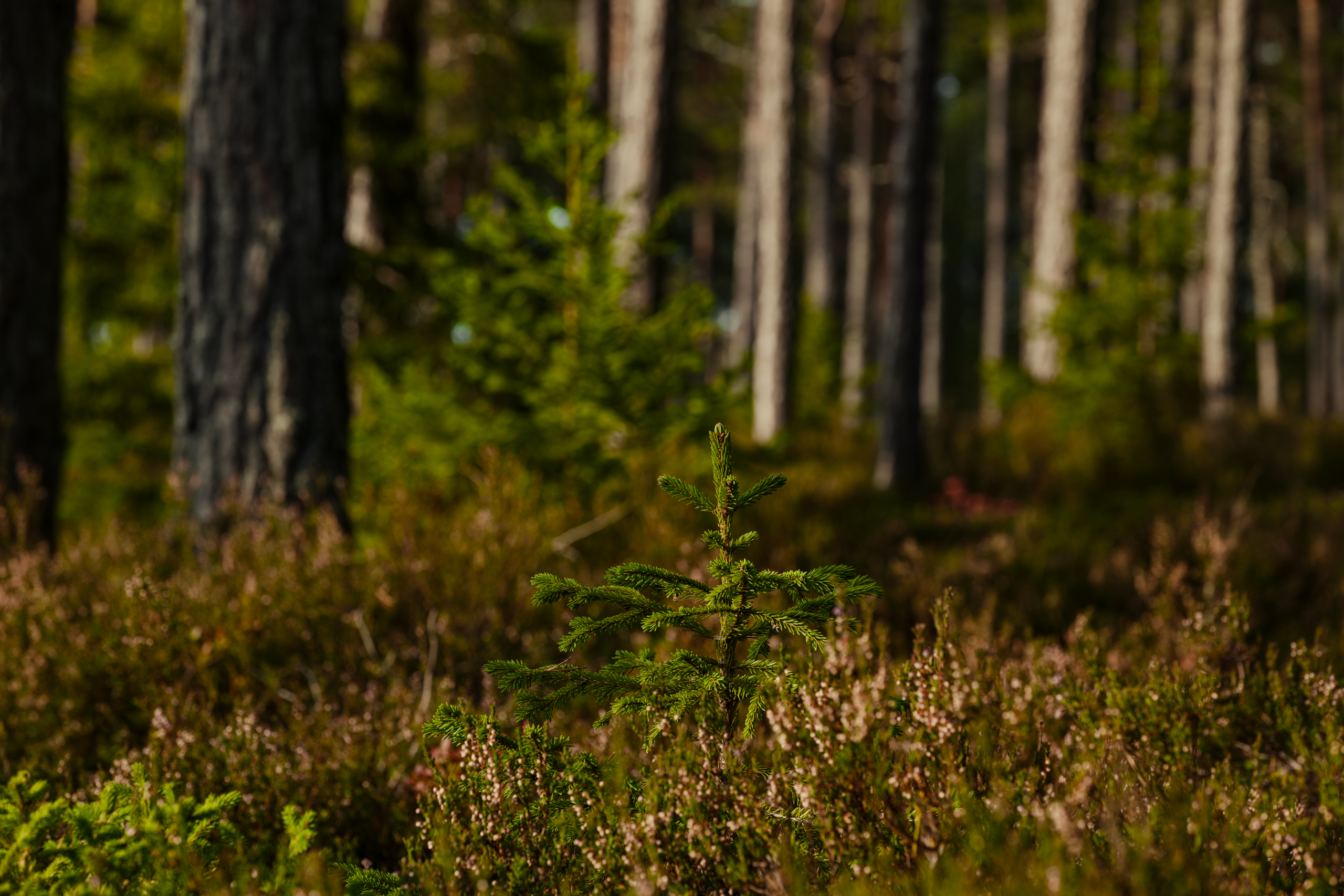 Petit épicéa lumière forêt dense