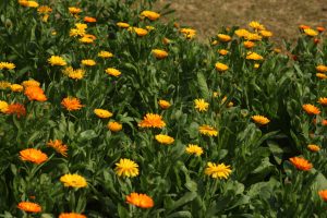 Fleurs de souci orange et jaune en jardin