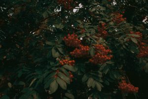 Grappe de baies rouges de sorbier sur branches vertes