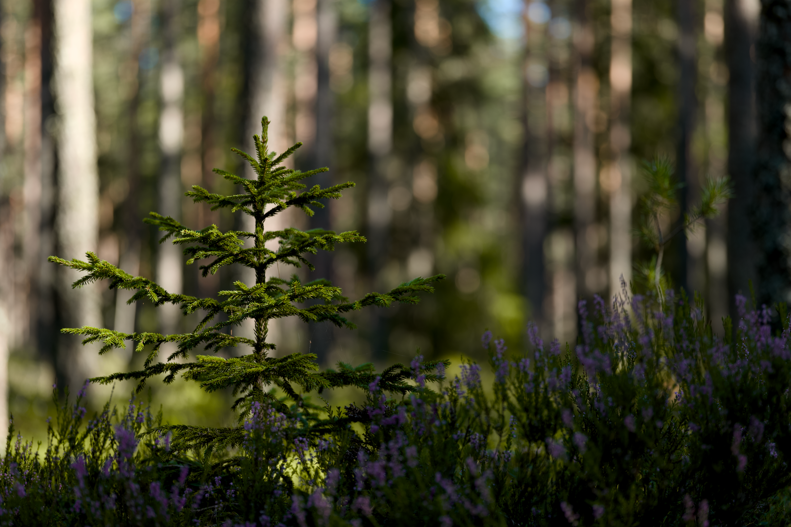 Jeune sapin evergreen forêt naturelle