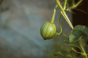 Jeune kiwano suspendu à la vigne en croissance