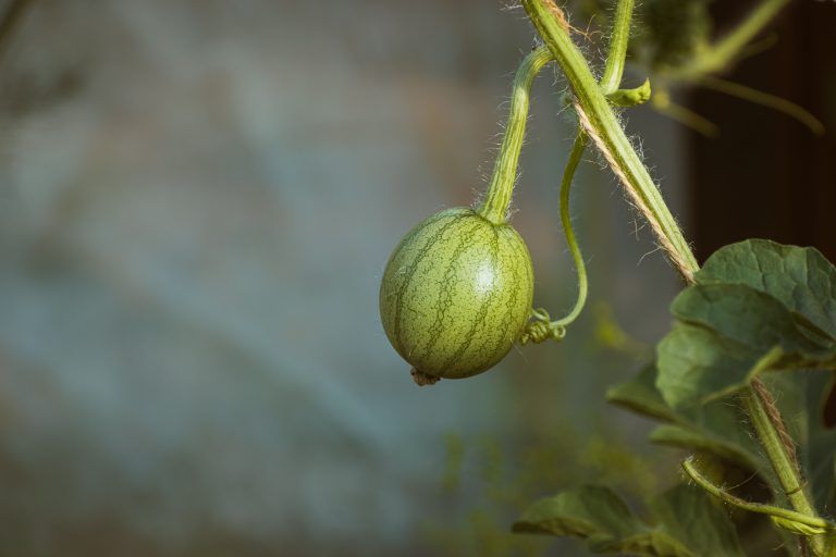 Jeune kiwano suspendu à la vigne en croissance