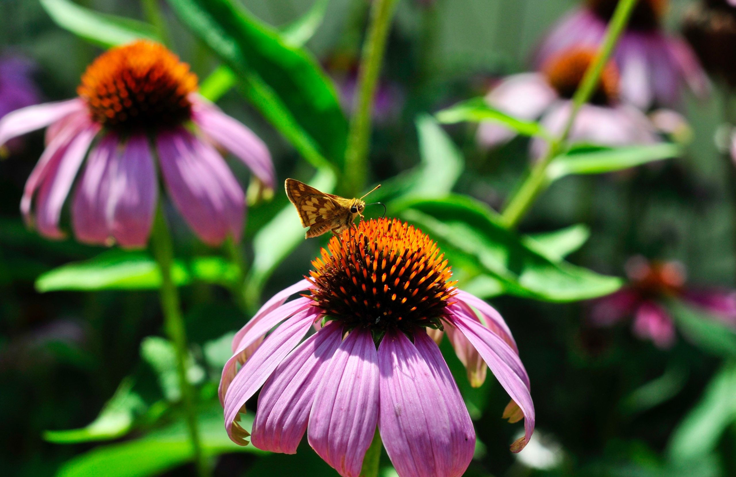 Papillon sur échinacée pourpre massif fleuri