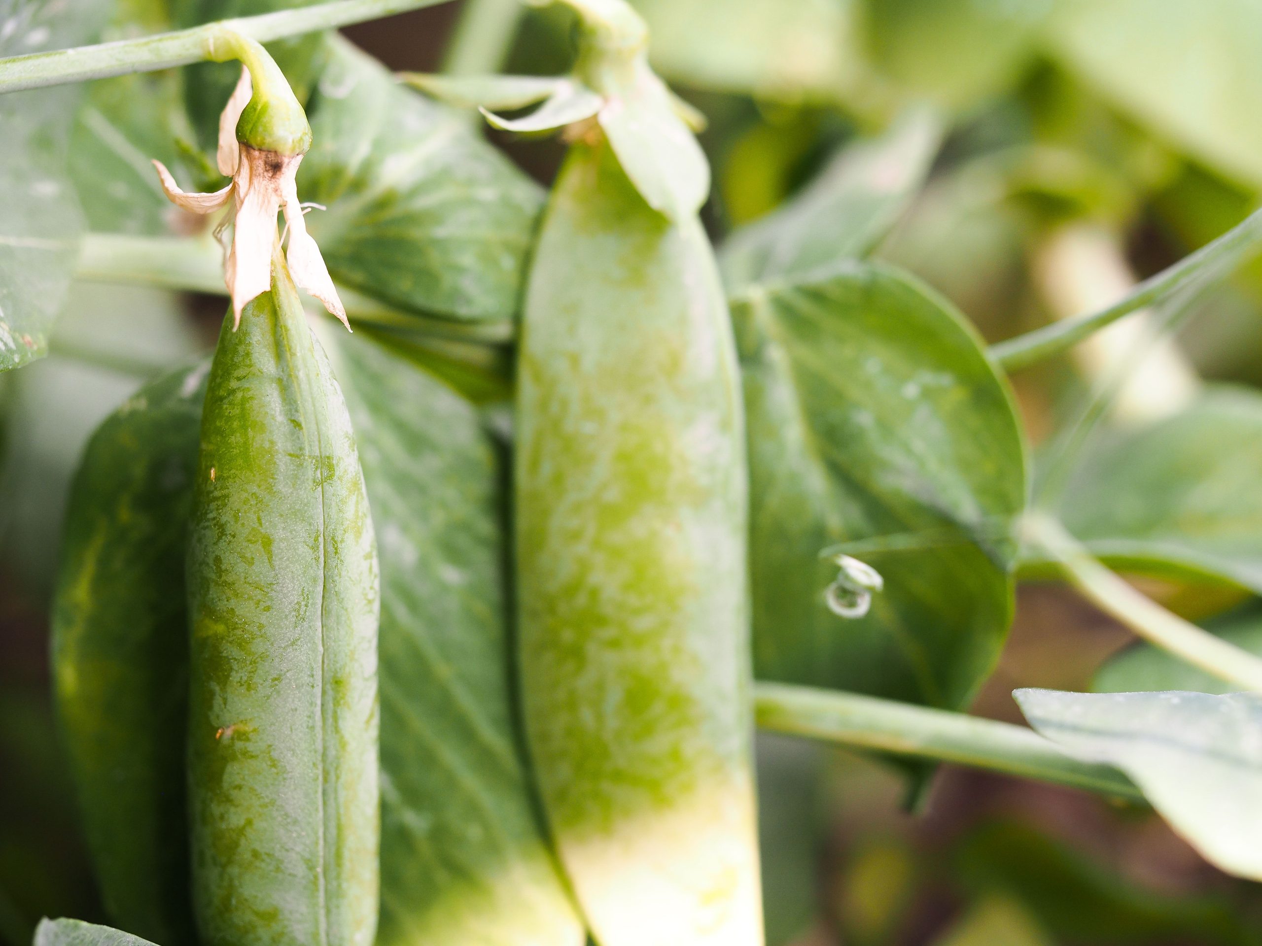 Pois mange tout frais et sains poussant au jardin