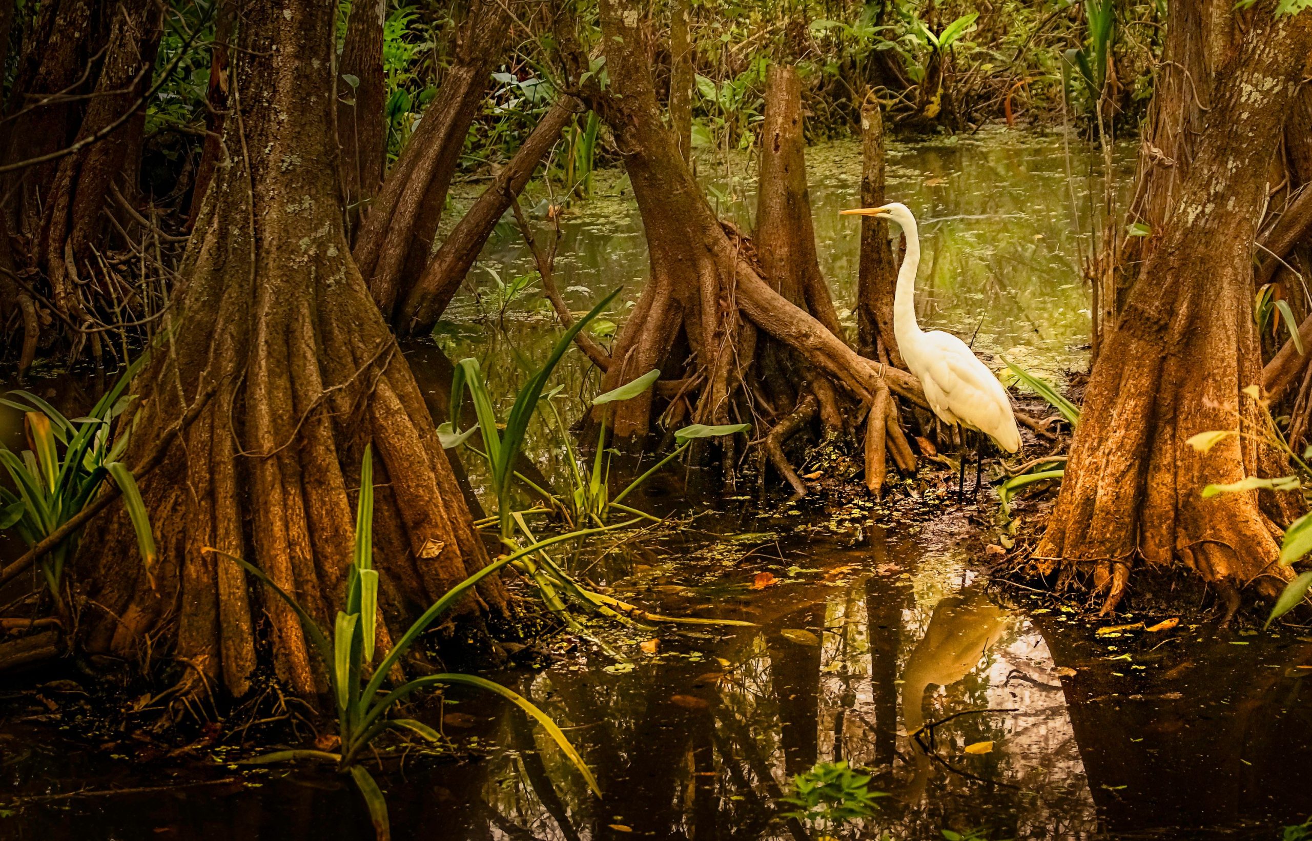 Aigrette élégante entourée racines de mangrove