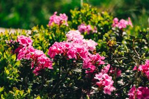 Rhododendrons roses éclatants en pleine floraison