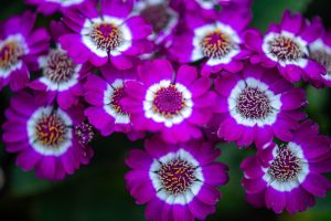 Fleurs de cinéraire violet vif en pleine floraison