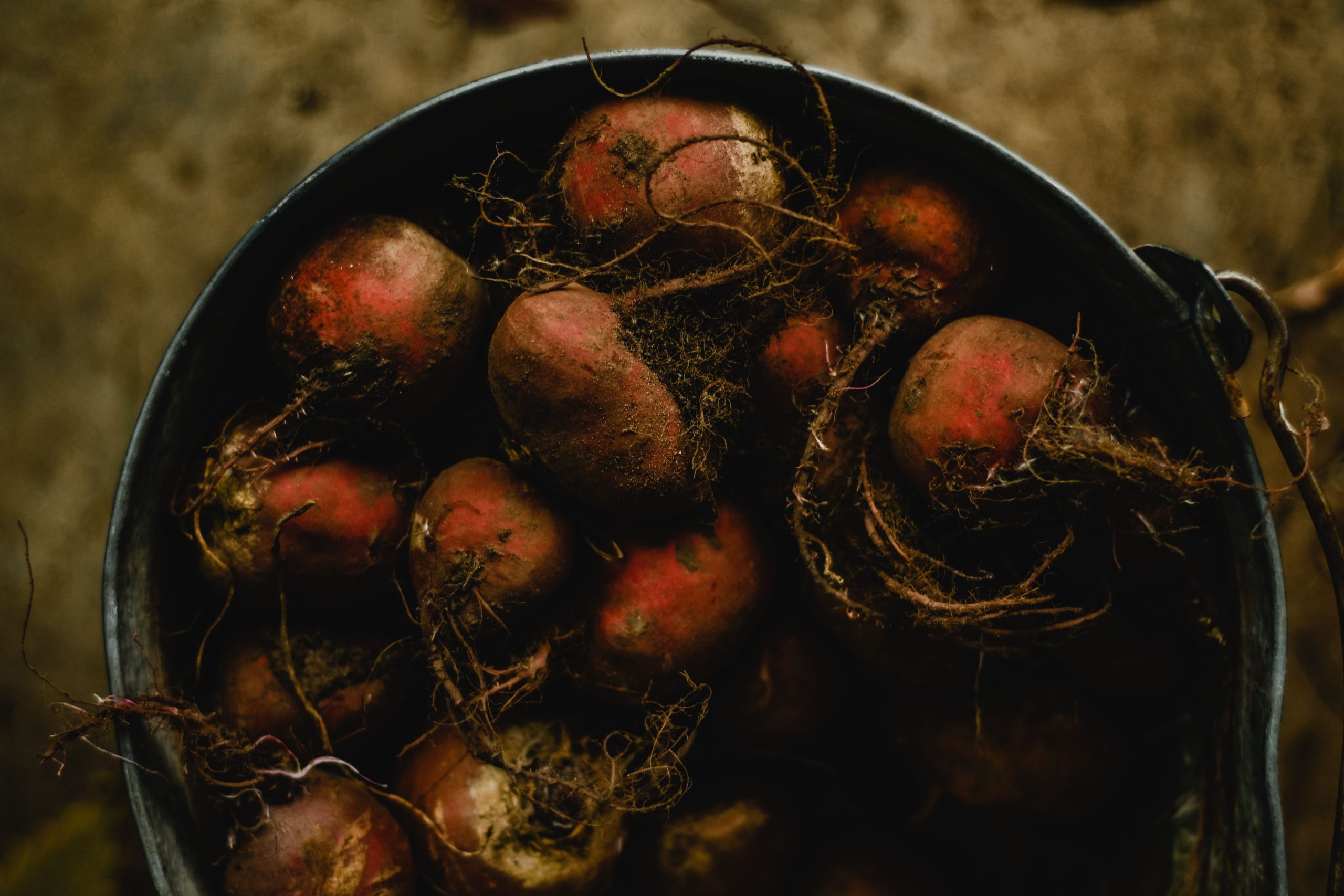 Betteraves biologiques récoltées dans seau rouille