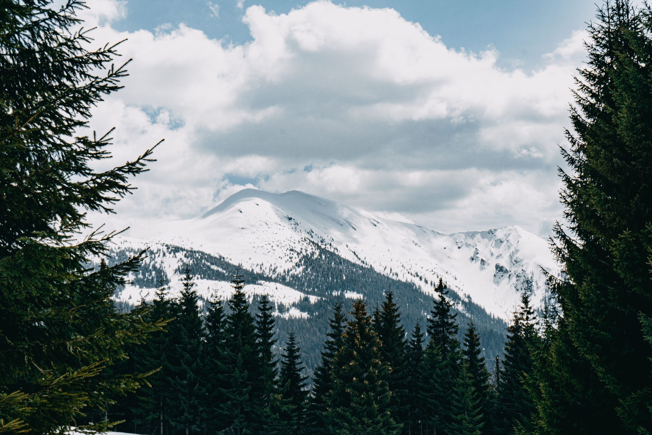 Montagnes enneigées et sapins en hiver