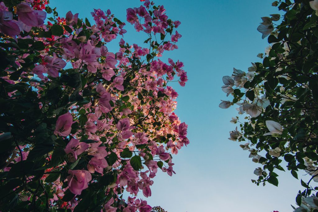Fleurs bougainvillier rose et blanc ciel bleu