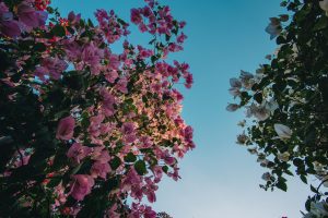 Fleurs bougainvillier rose et blanc ciel bleu