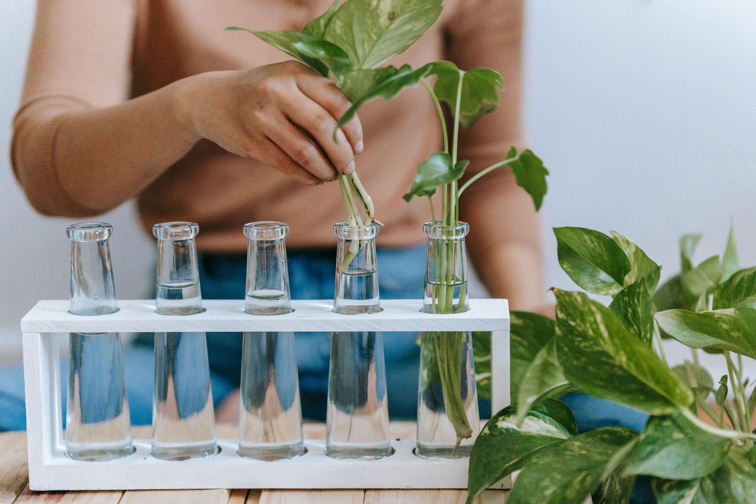 Femme plantant une bouture dans une bouteille d'eau
