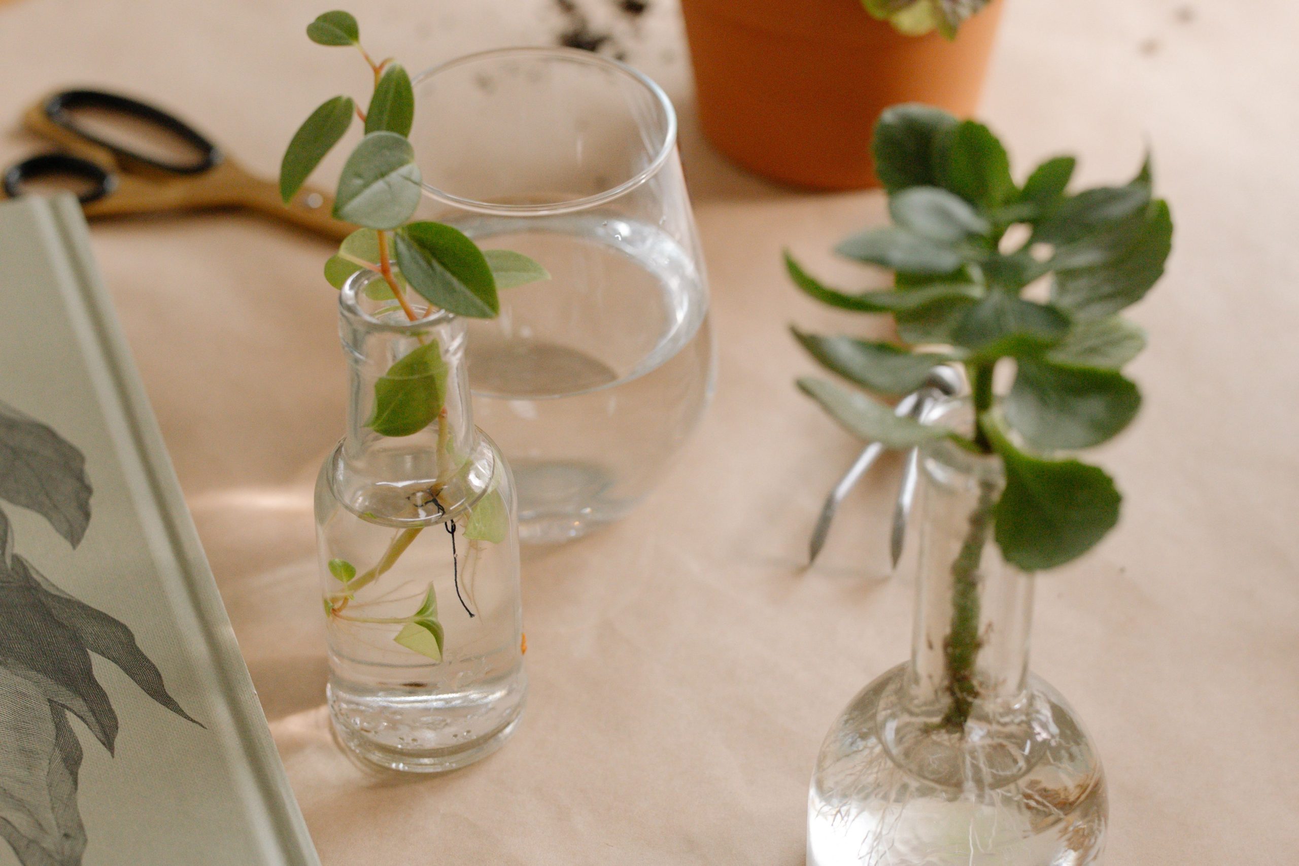Boutures de lavande dans des bouteilles en verre