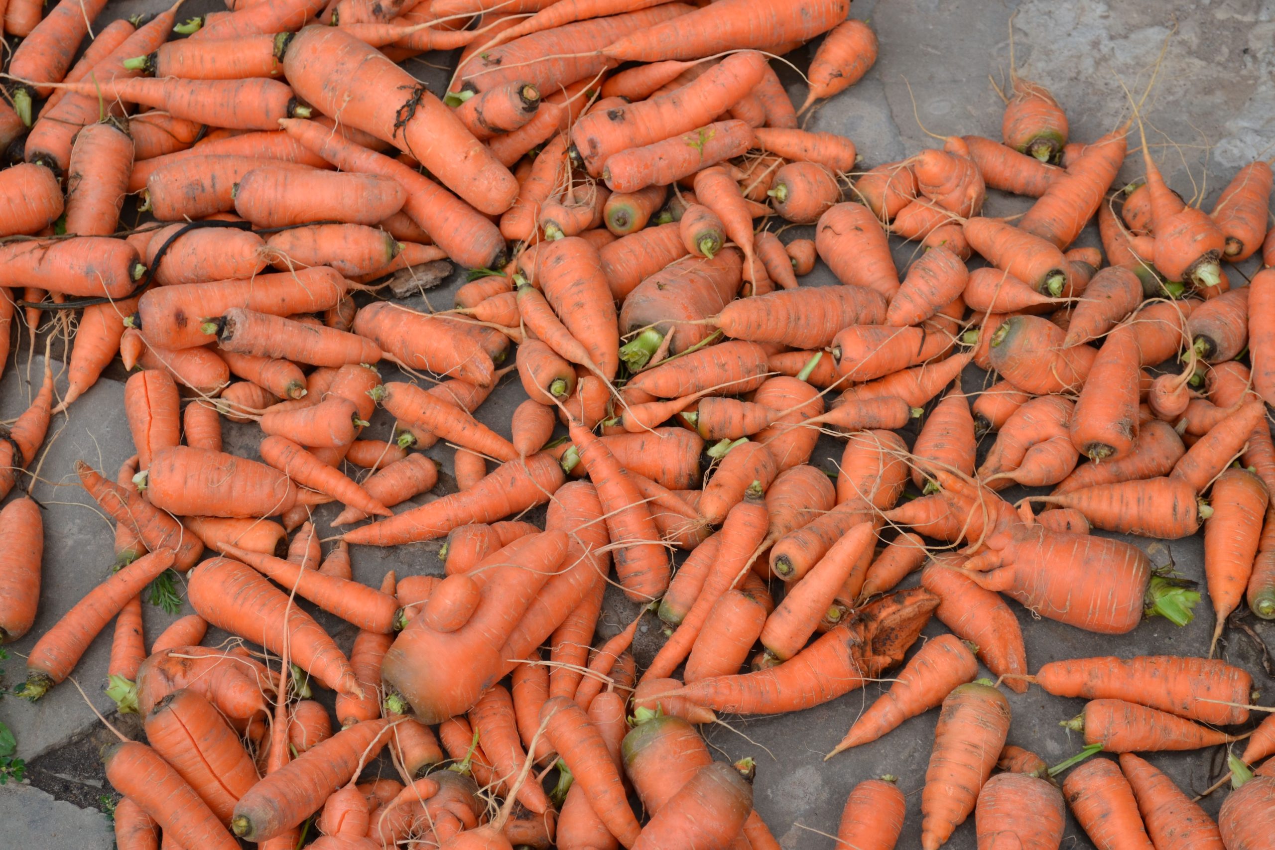 Tas de carottes fraîchement récoltées en automne