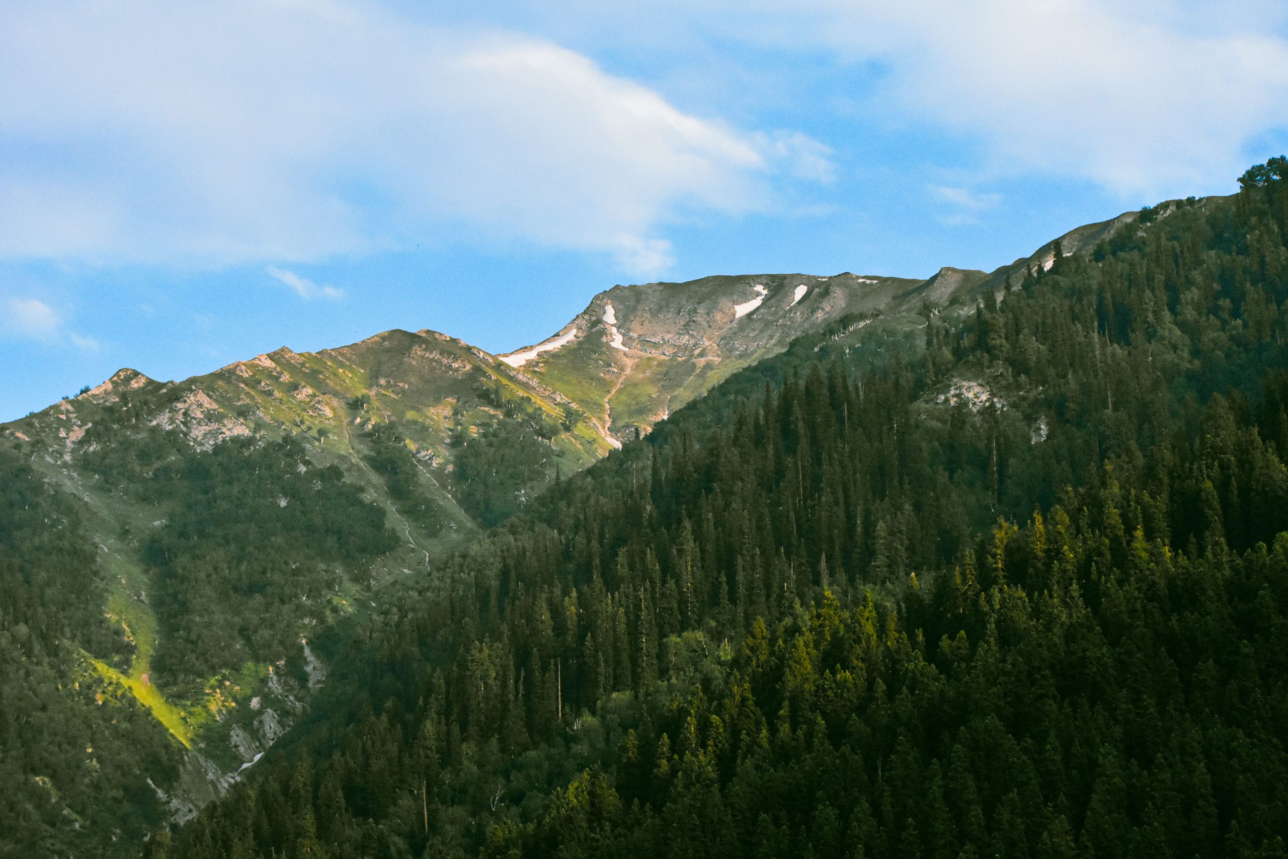 Montagnes verdoyantes et forêts de pins en été