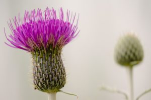 Fleur de chardon épineux pourpre détaillée